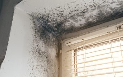 Mould in Your Home: What It Means (and When to Call a Professional)